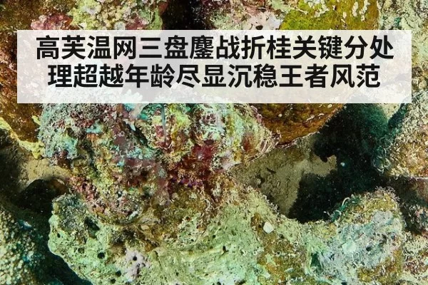 高芙温网三盘鏖战折桂关键分处理超越年龄尽显沉稳王者风范